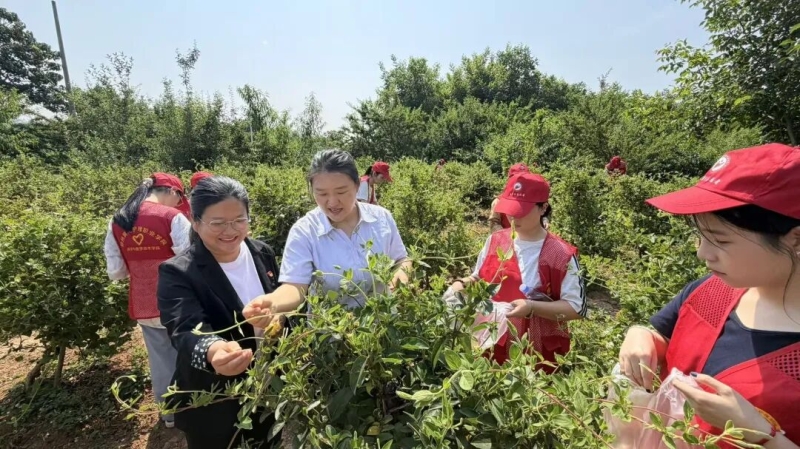 365足球师生到新密中药材种植基地开展金银花采摘活动