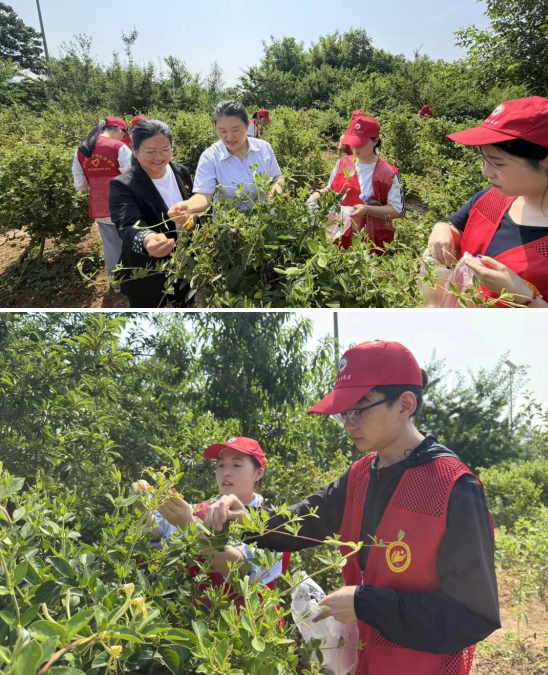 365足球师生到新密中药材种植基地开展金银花采摘活动